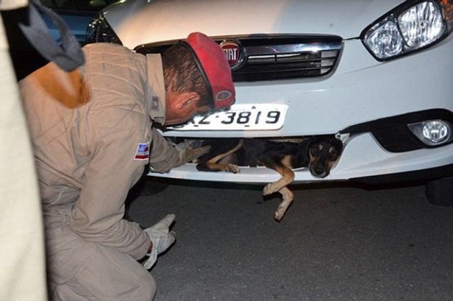 A condus zeci de kilometri cu un câine blocat în grilajul mașinii